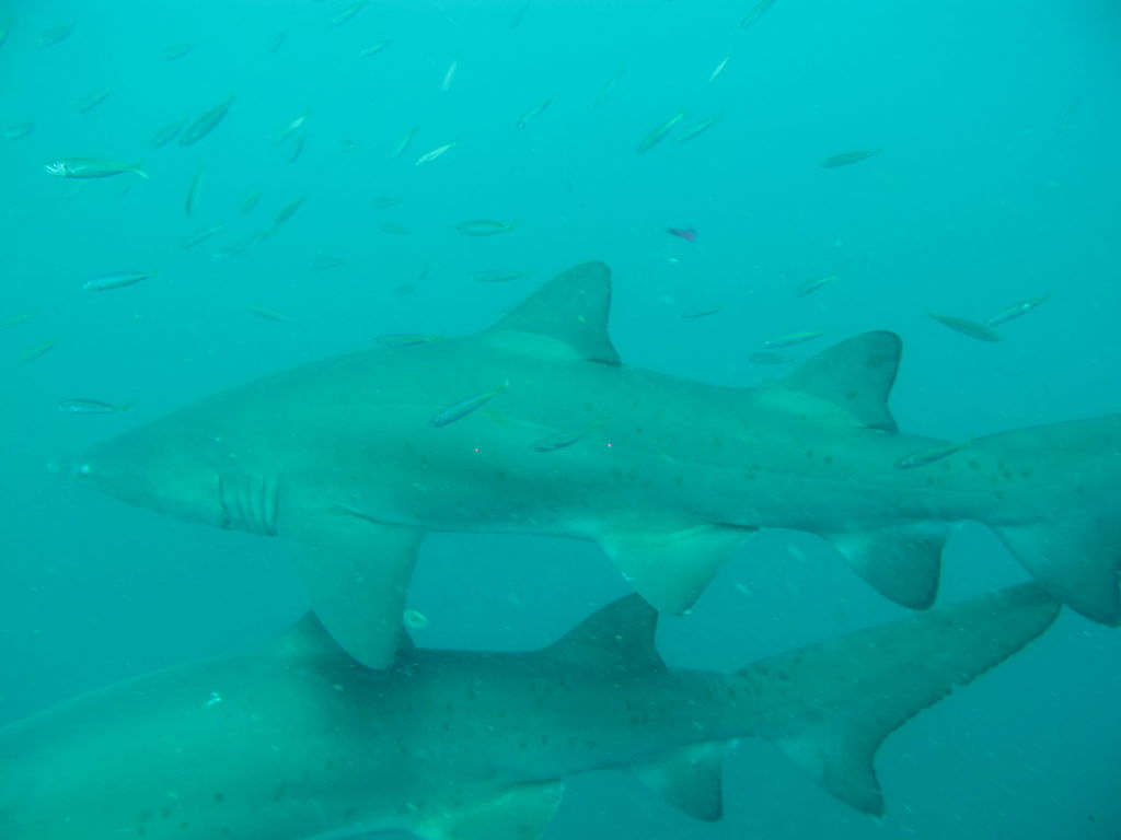 65d10c11-ac7c-413f-9c93-aa975f54849d