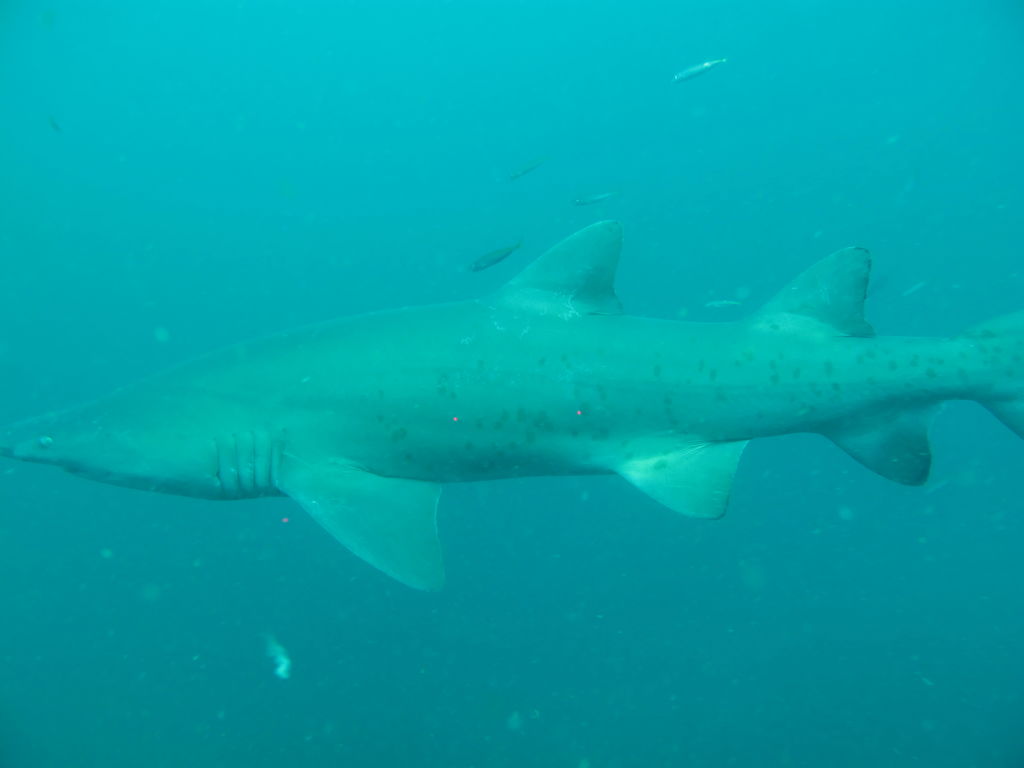 5bba50ed-1cf5-4002-808d-238a6bea92ba