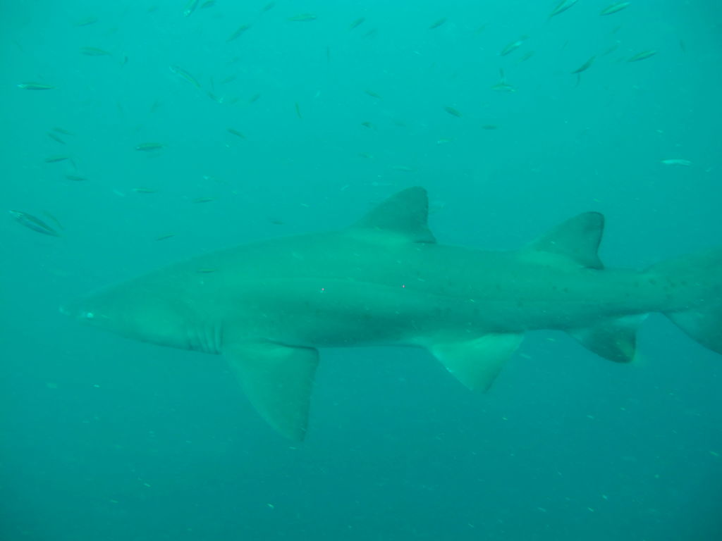 65d10c11-ac7c-413f-9c93-aa975f54849d