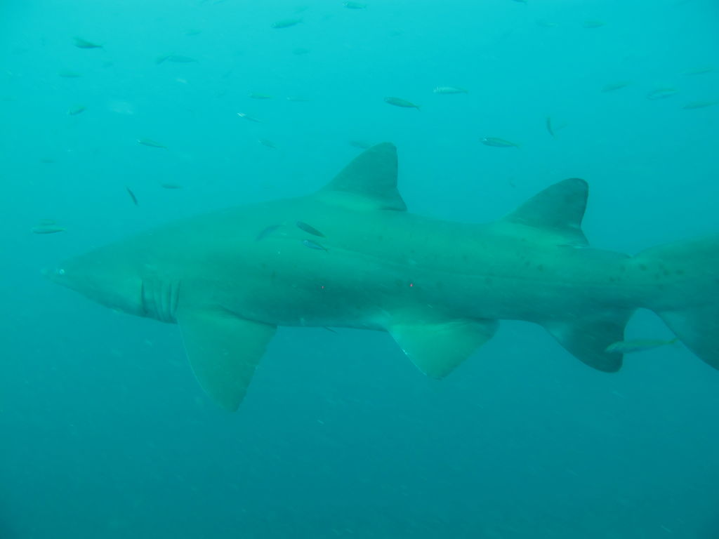 65d10c11-ac7c-413f-9c93-aa975f54849d