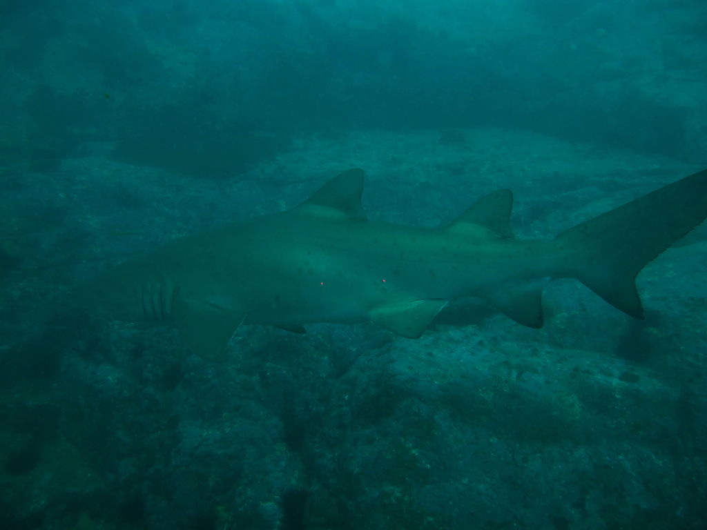 c7c0a089-3042-4f26-82c9-2cf1cbd2782f