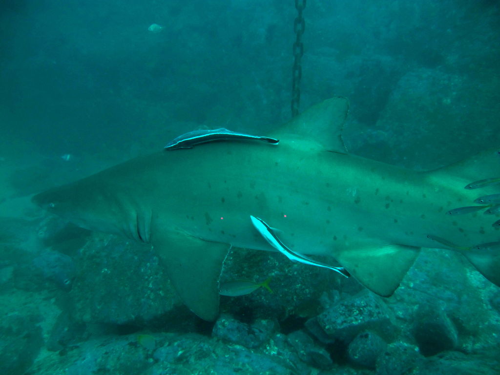 54579fd5-d58d-4f1d-8db1-9a6f9d5297d7