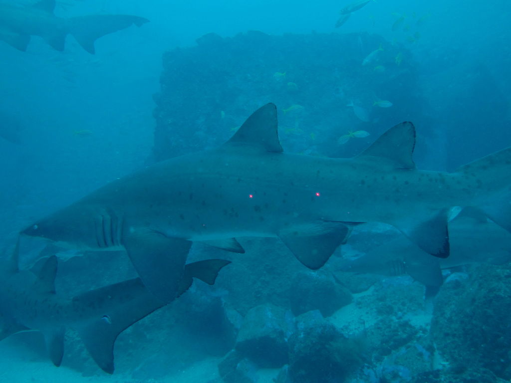 18d28a1c-658d-4fc2-b0f6-a2ea79adfe8d