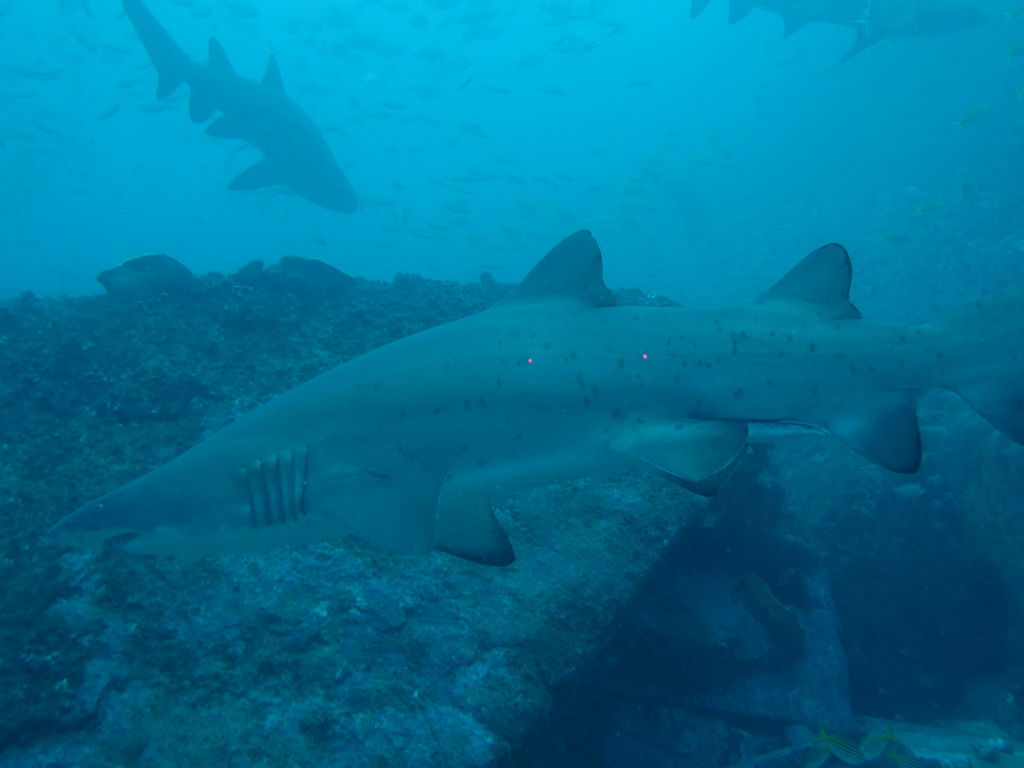 da587b1b-68f2-46c7-a7cb-a501399507bd