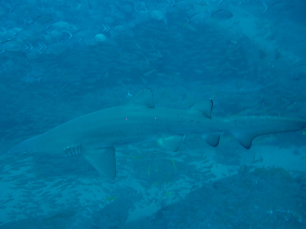 101827ae-6be6-4443-82ee-ad33ceceb1f3