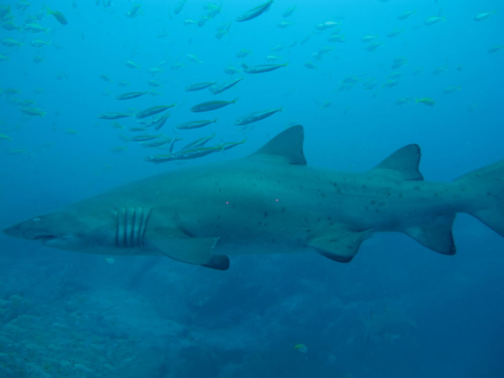 2a2c8299-fe16-47e2-a55e-60361489eee4