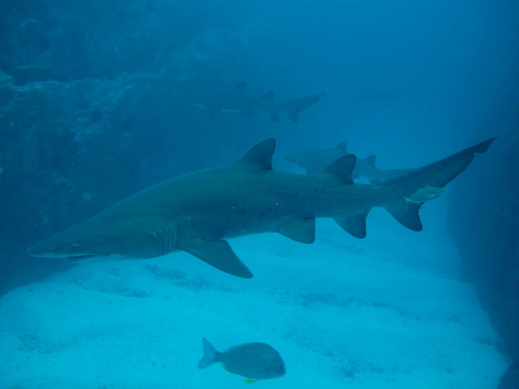 983a5aa9-b6cf-44e5-b9a7-625d7440f940