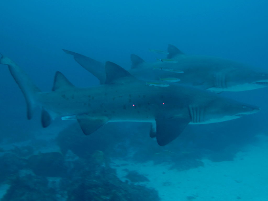 d5a183ec-f071-4103-8e0f-c7b3ec03160a