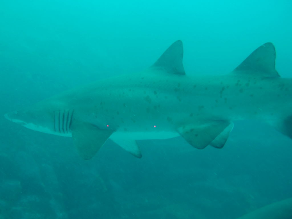 bf176ee5-0654-4ee0-8937-260b9e01cdfb