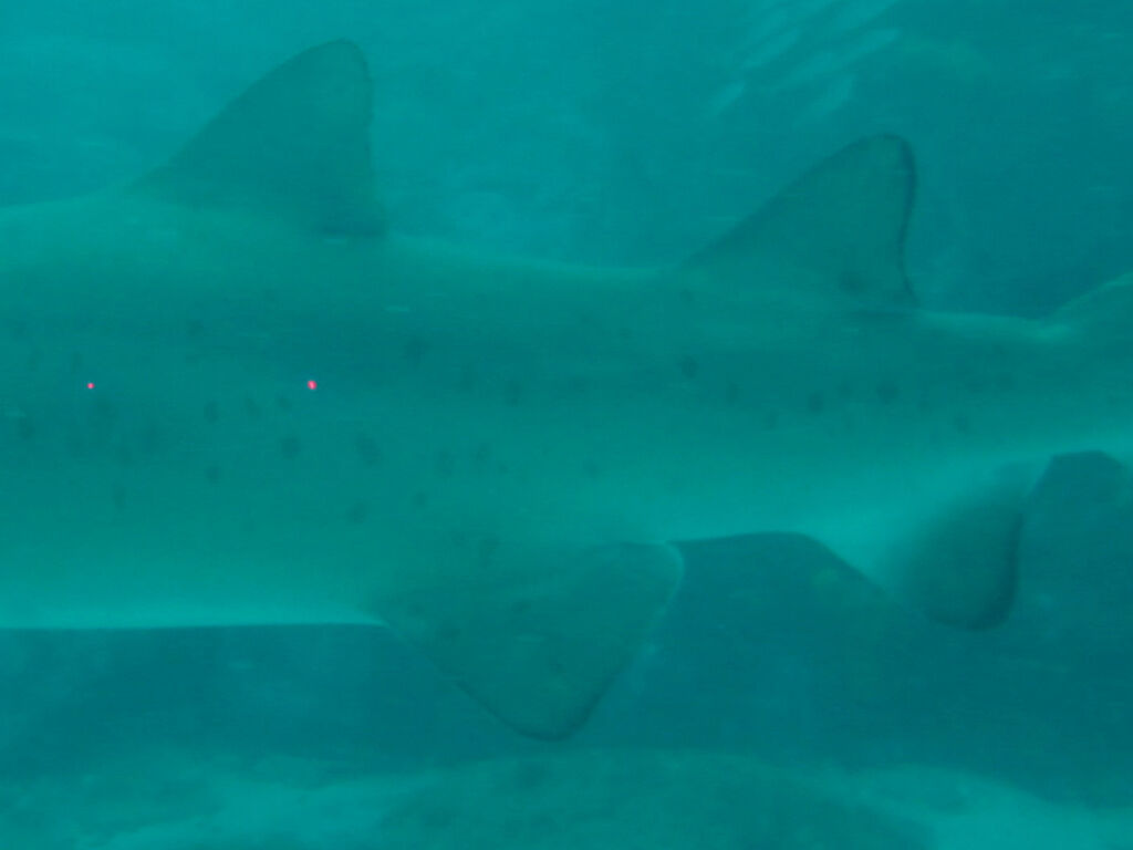 0d60a3aa-d430-47c2-99b5-9c66b4e7f619