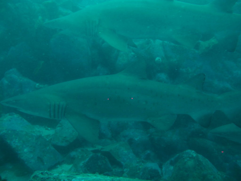 0d60a3aa-d430-47c2-99b5-9c66b4e7f619