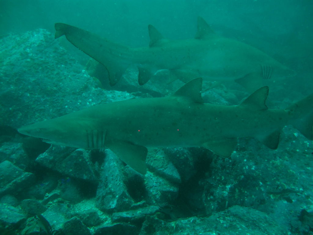 57ad03f7-ca6a-4ed4-aacc-ab4c85b40090