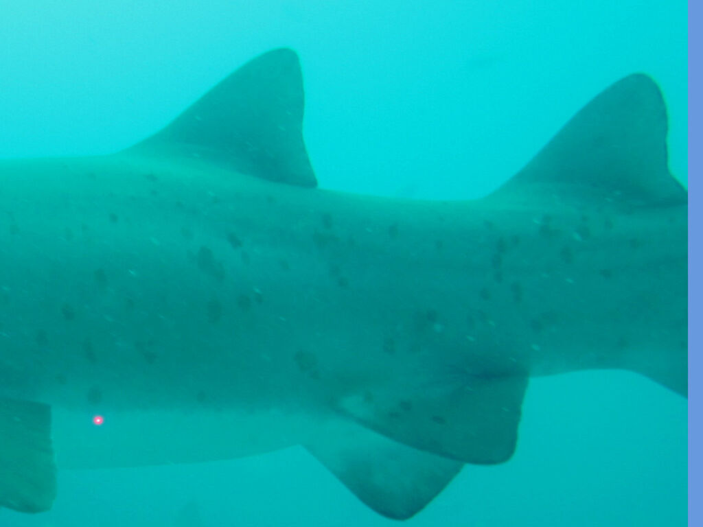 bf176ee5-0654-4ee0-8937-260b9e01cdfb