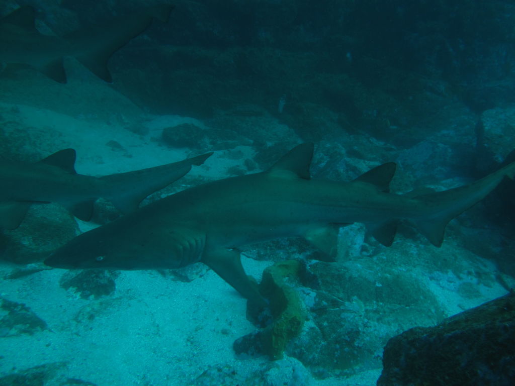 c0f0fb0d-88d0-4dba-b2b3-de87fb41ebda