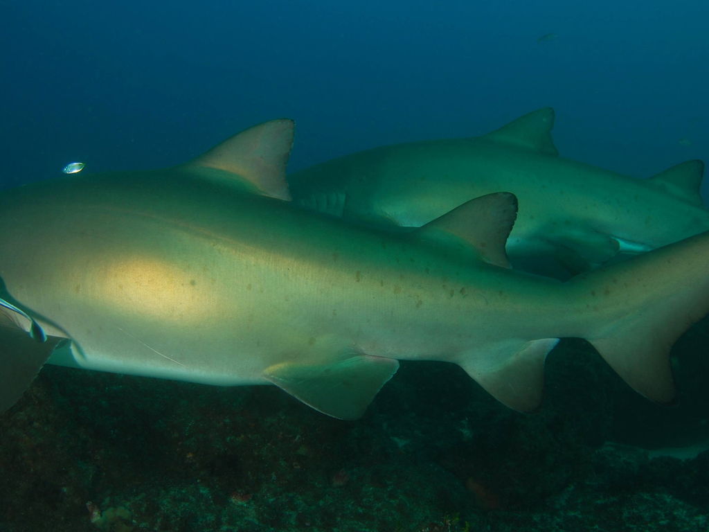 a94747ff-74f7-40c5-99e8-d6e879c4f194