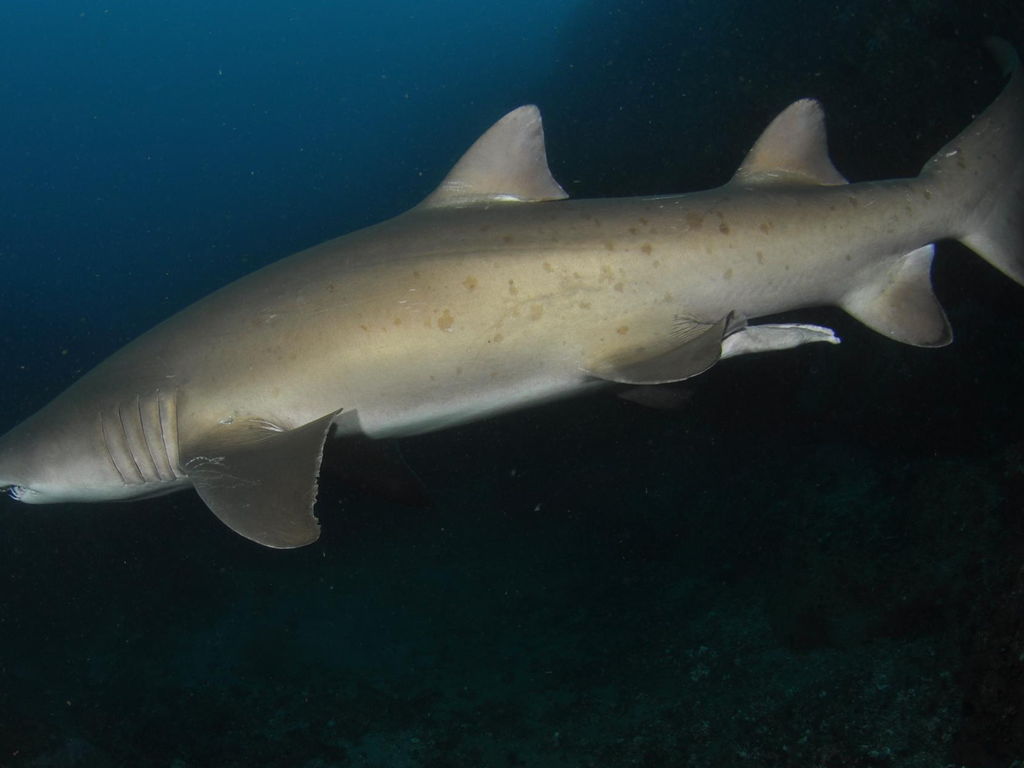 e0cf3cb3-f3bb-4a5a-a410-847c79101f88