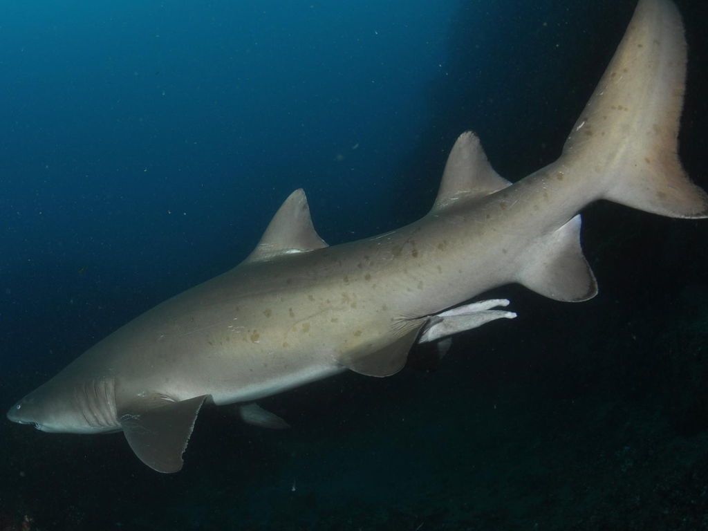 e0cf3cb3-f3bb-4a5a-a410-847c79101f88