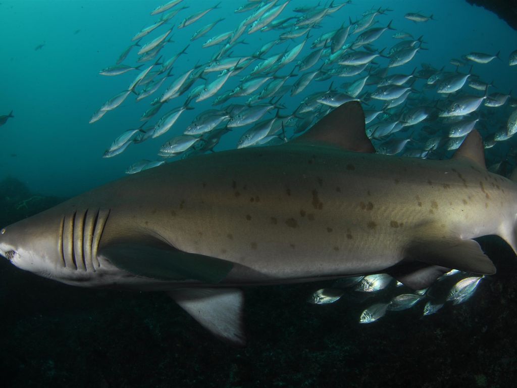 95609aab-3a4a-4c42-8ac4-cd3a49682283