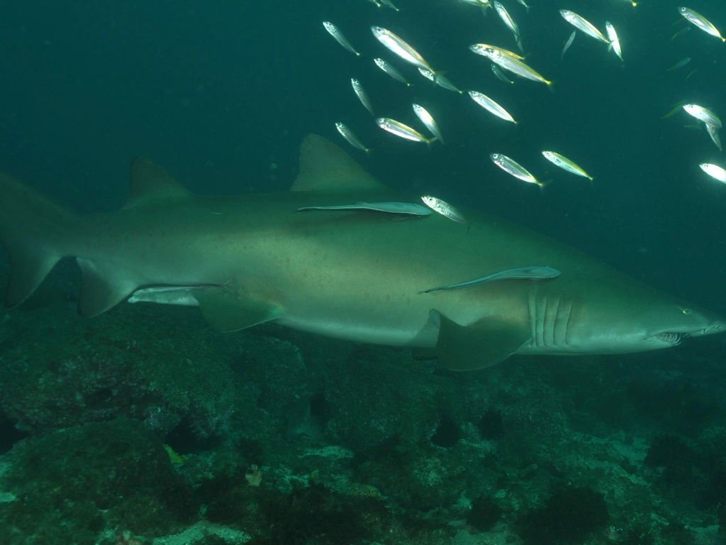 4e921f96-38a2-4f70-bb50-686ab848f329