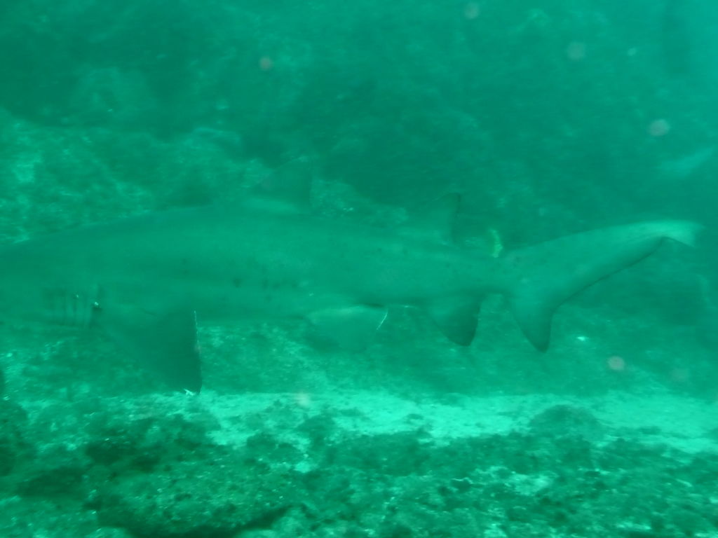 bbbafaa8-5da8-41b5-8afb-e8001819070b