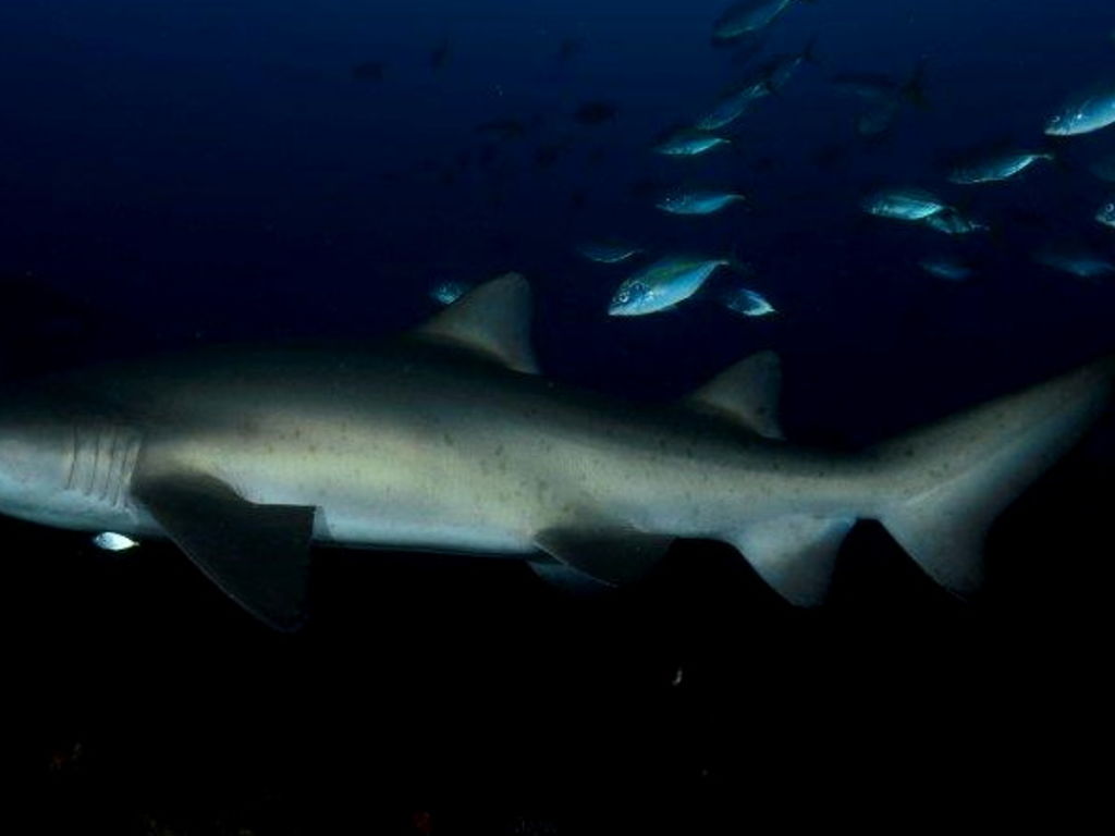 555285dd-1215-41ac-b491-730d573e2f4d