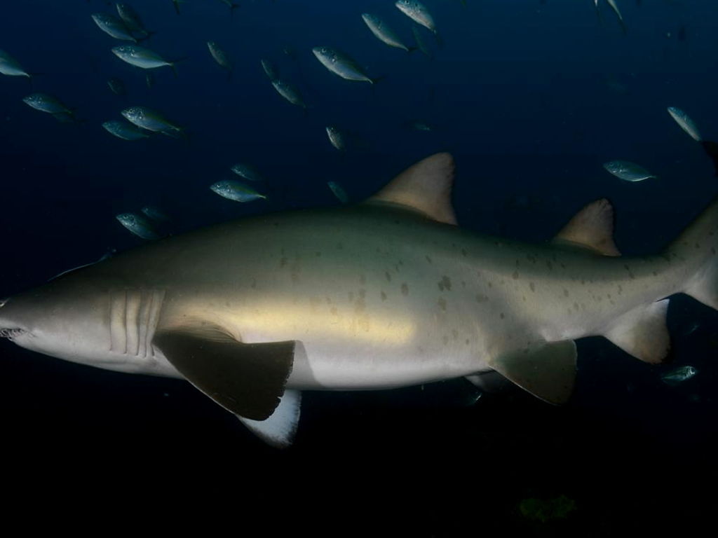 95329c18-0690-4ccb-8777-f7e293bdfee3