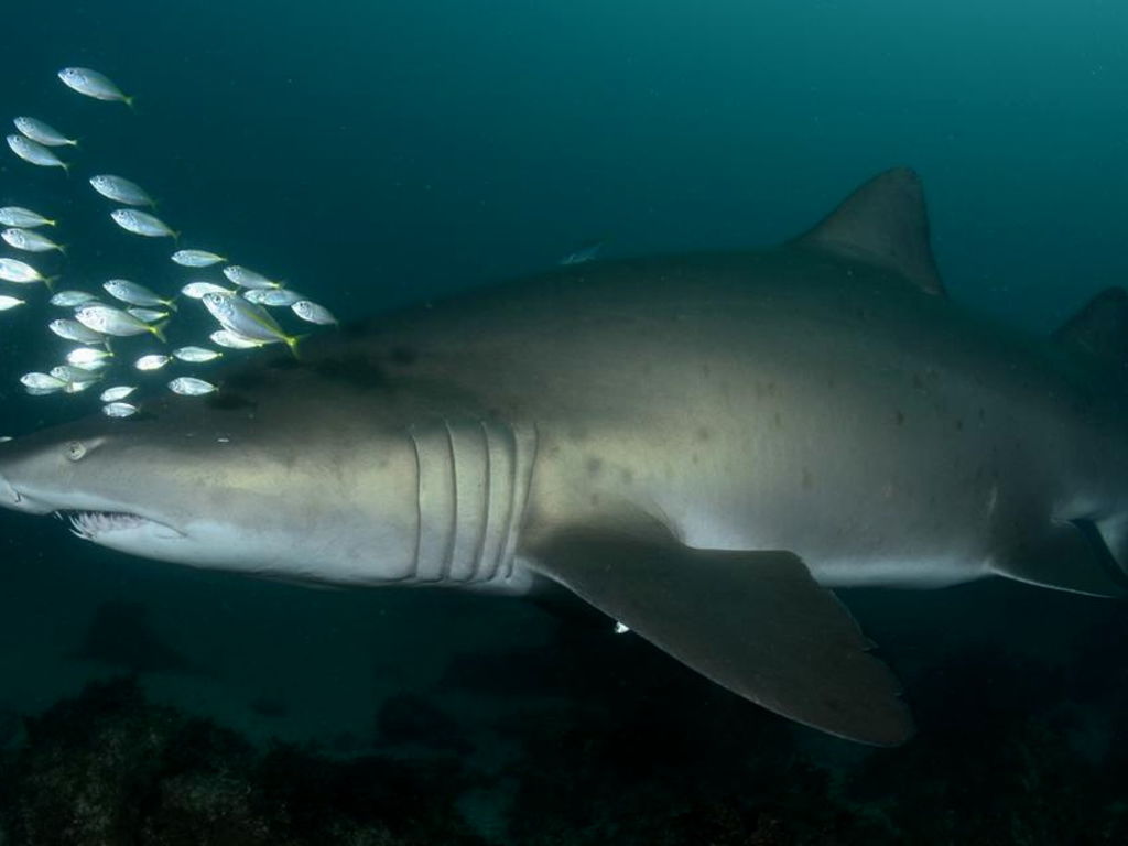 9c0c4f11-5cc0-489b-a230-1bfee5603016