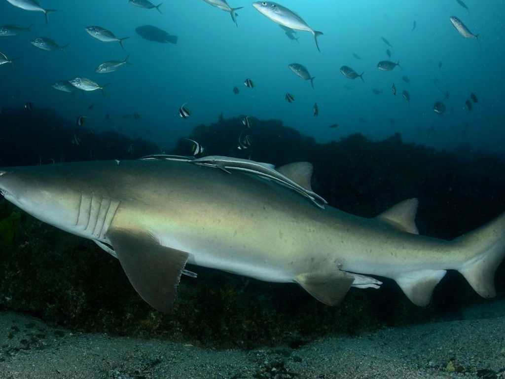 d87861bb-6f46-4d62-9ba3-b369ab58cded