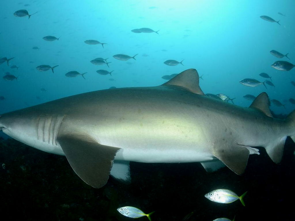 731a5ba6-d835-4ff1-9f2f-a18a177ace79