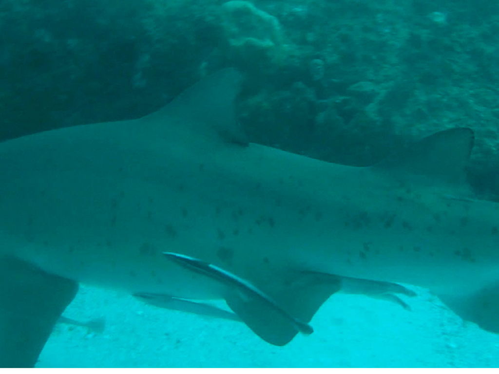 ecab28fd-d2e4-4aac-b4d4-2e898ea70bb0