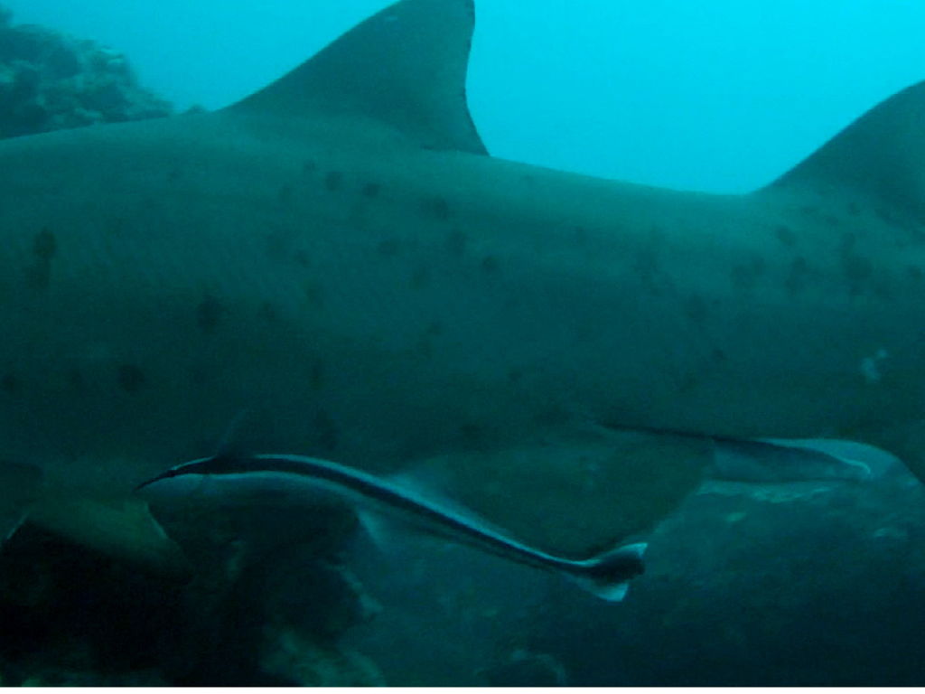 9e1709ea-16ff-4916-86a3-374ad6a98bde