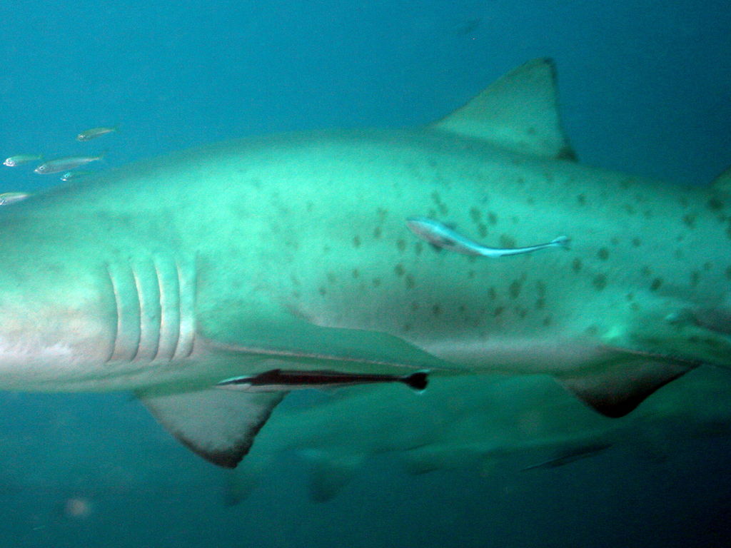 86437d85-605e-4f2f-80fd-b04529dd3fba