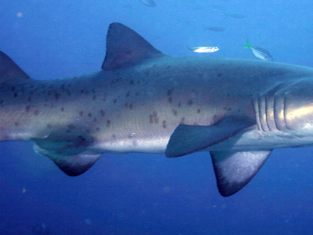 0f14f67d-1403-4f29-9f9c-3a0c4ce7922f