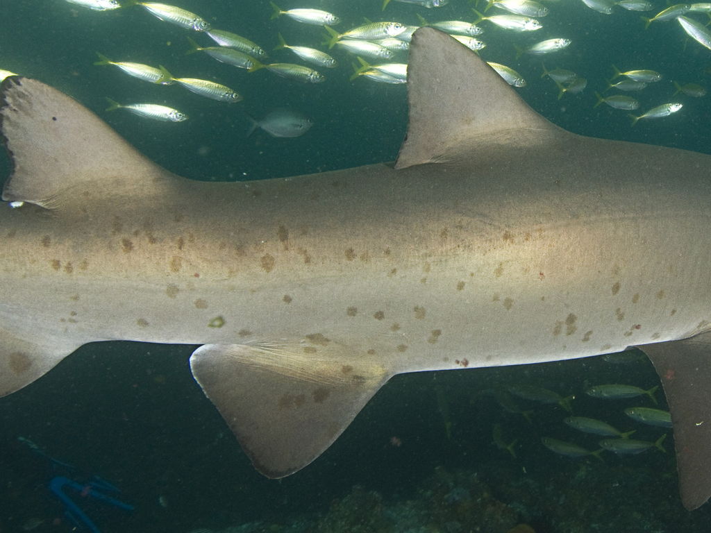 1acf4f3f-227a-401c-a381-b953bd1d437b