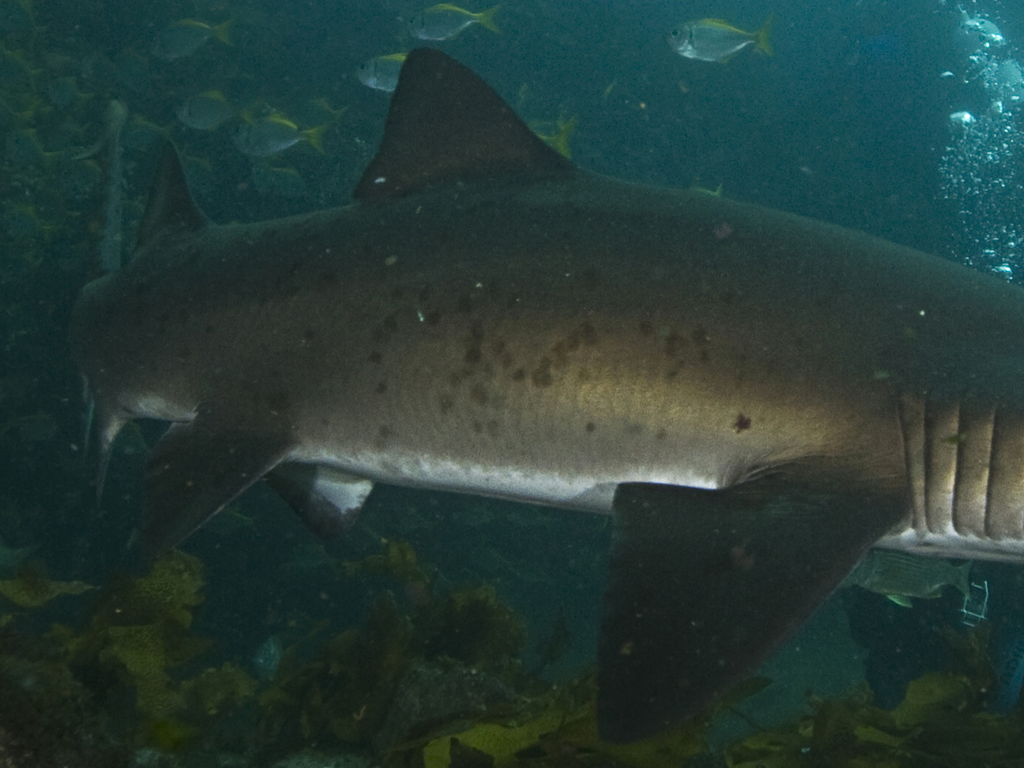 decfd0ec-e270-4d93-b4ab-bd064fcd91ba