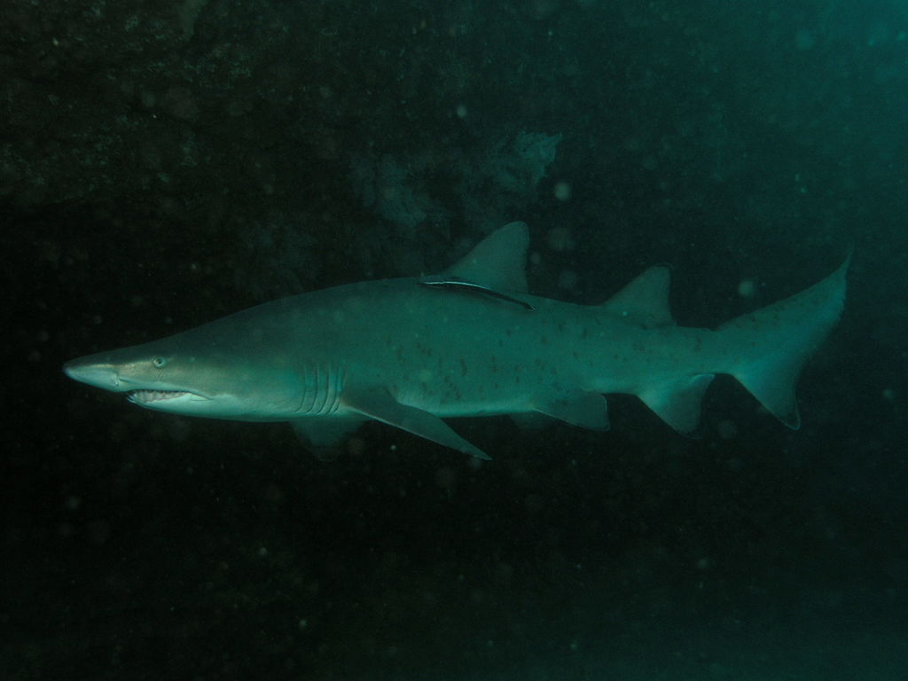 74c76d5d-0a1e-426b-be68-04e923afdf86