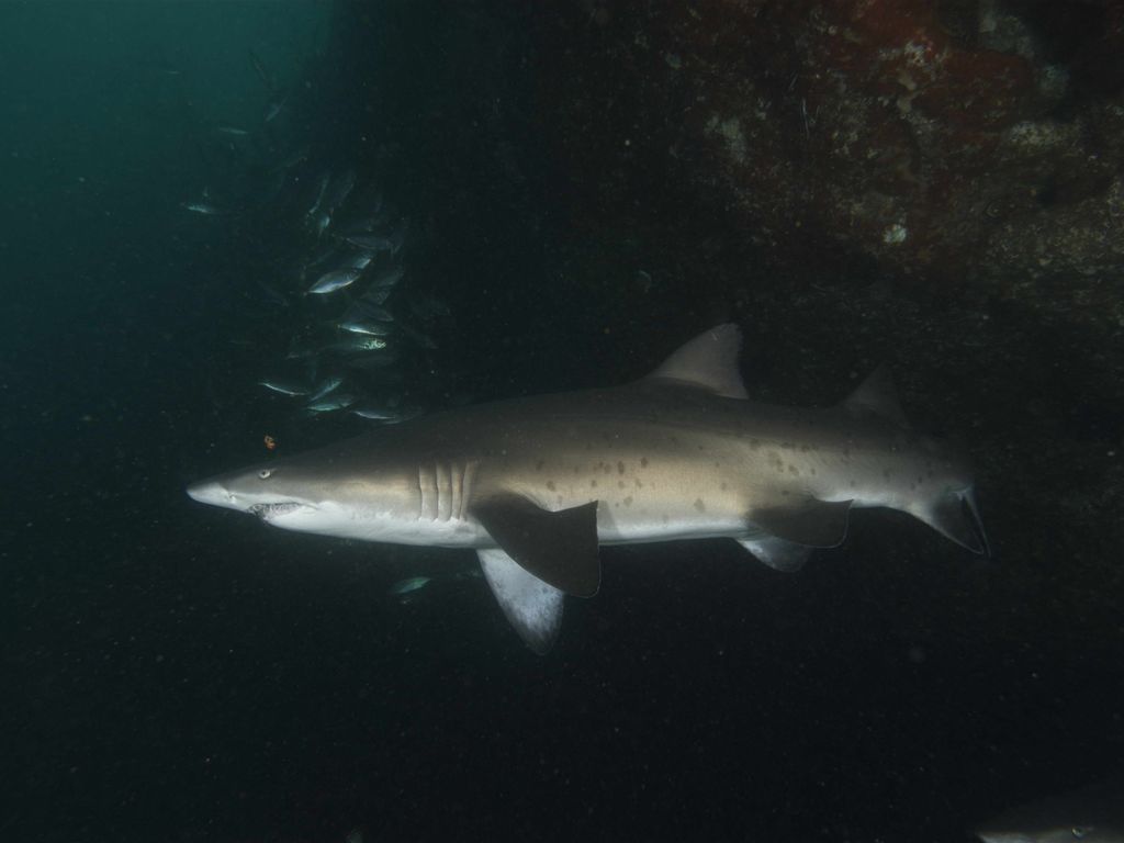 f21843a8-e646-430f-a6d5-2b413f5d9e73