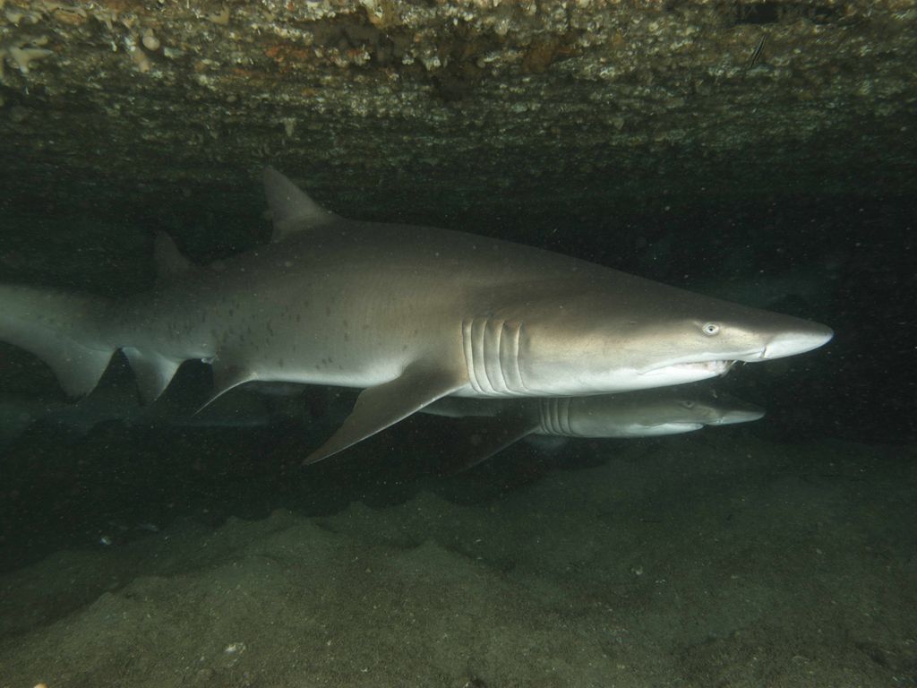 54d1ea8d-b47d-48c8-87f0-7cf3f53c3aba