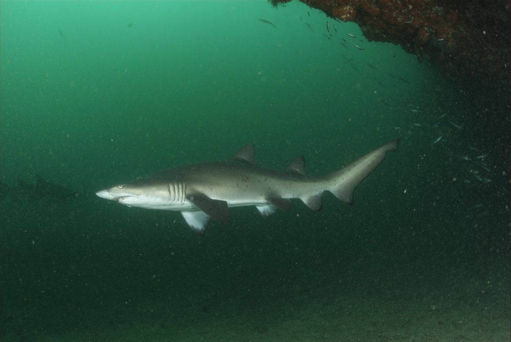 fcdc94d6-a4d9-4f30-b94c-da934531f0ef