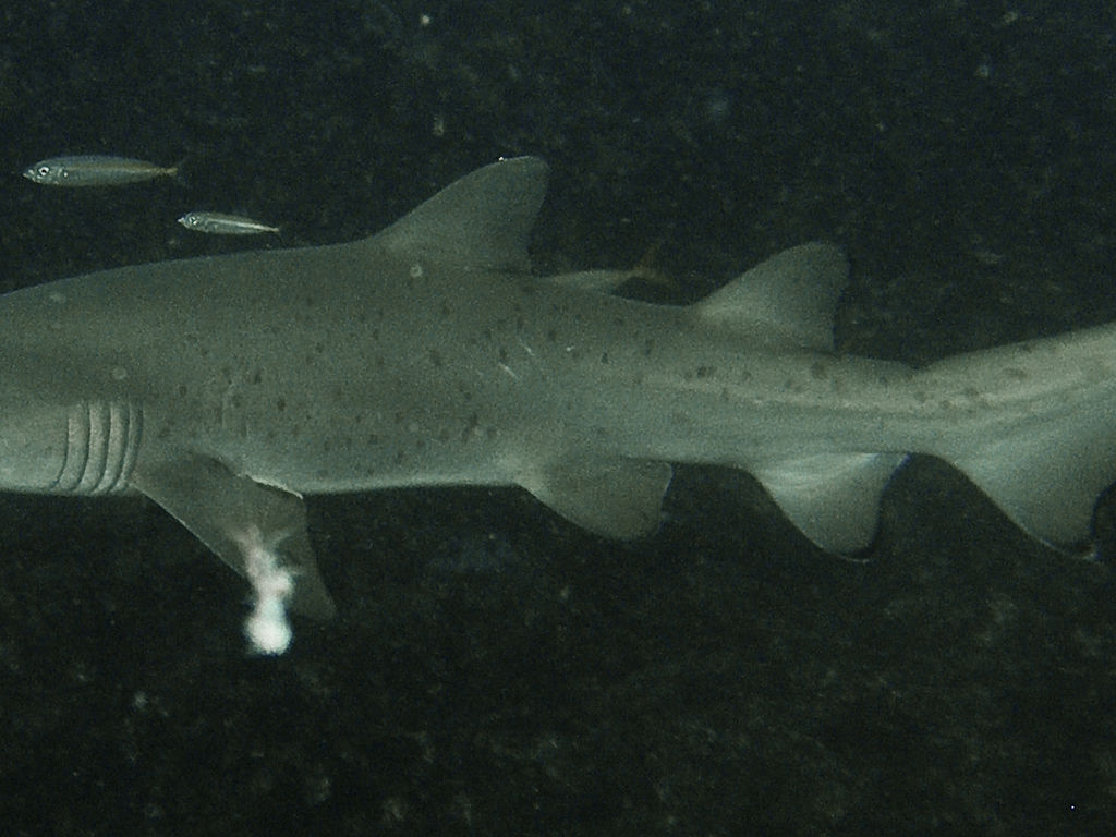 dc83292d-3fda-4aff-905b-1fd35349cc17