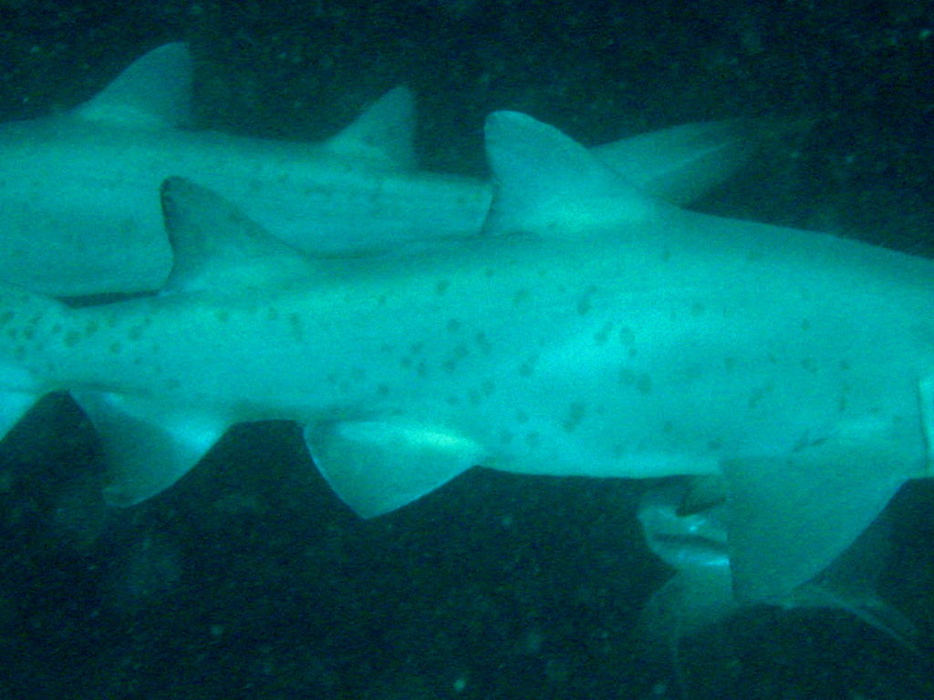 d82554a4-50e4-4895-a4cb-91583e779c3e