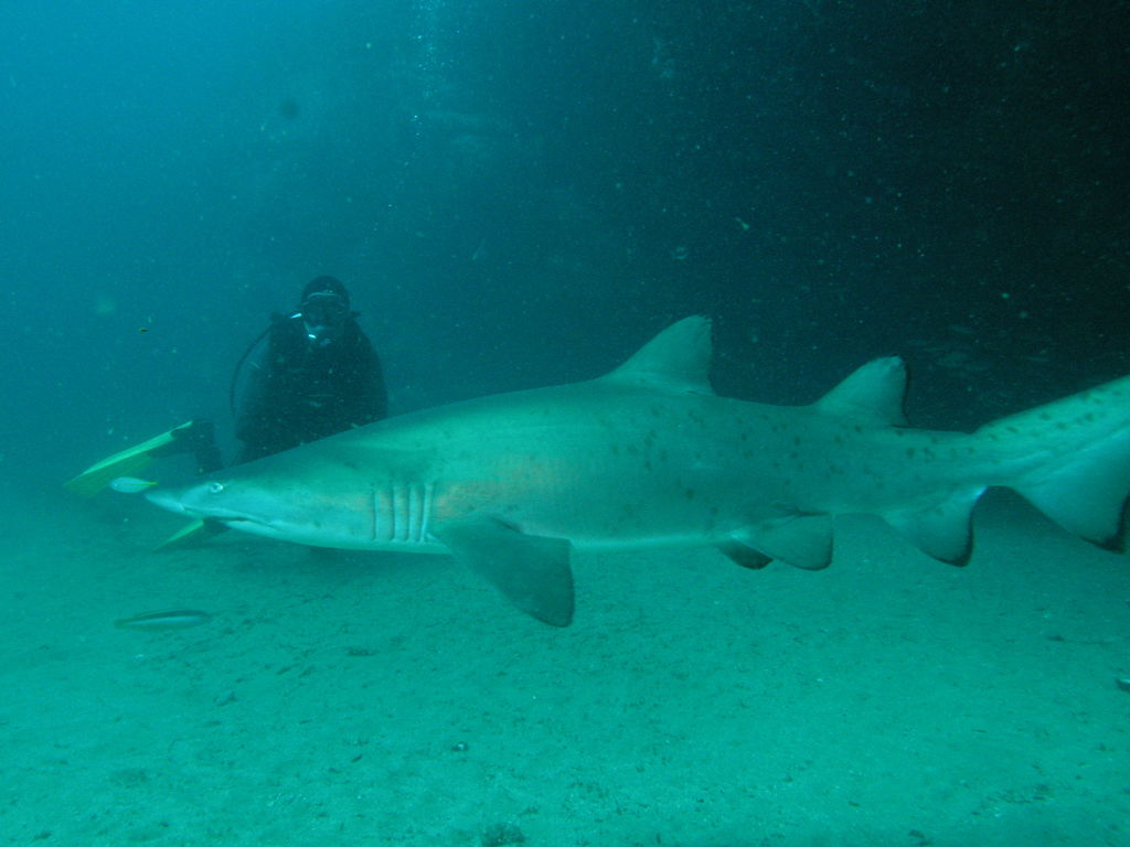 4c5911a2-6f1b-4295-b273-bb033f8d3e4e