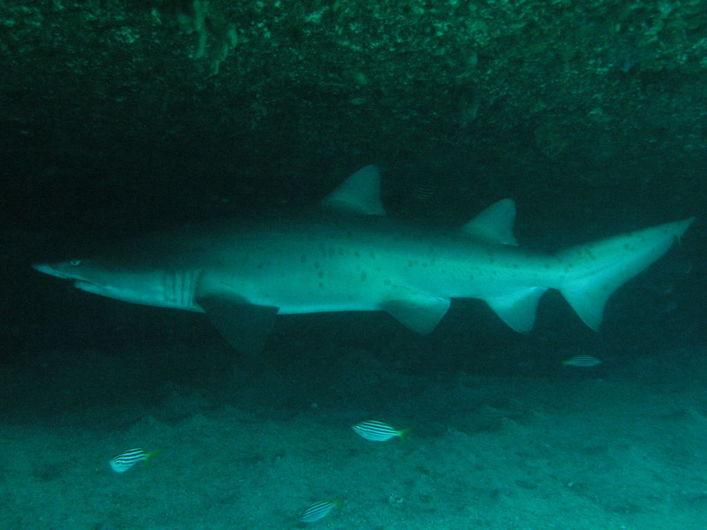 a219482f-4531-4d03-8632-d660a83f68f6