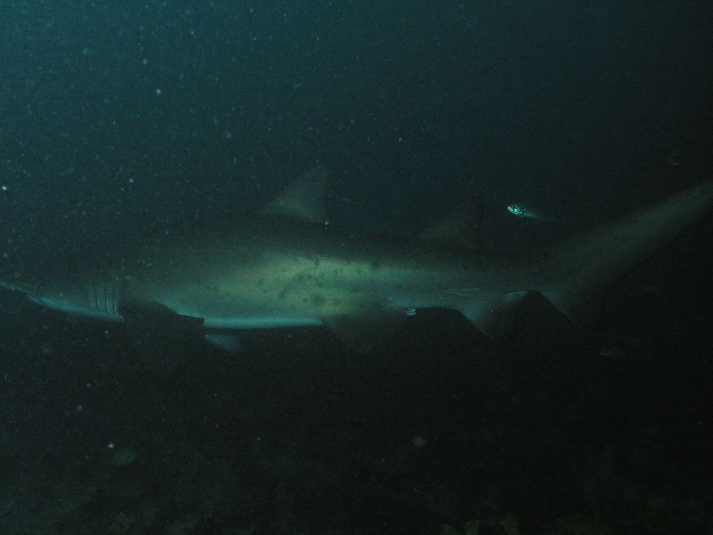 55451501-0e03-4b3b-84a5-1fb1ed94db13