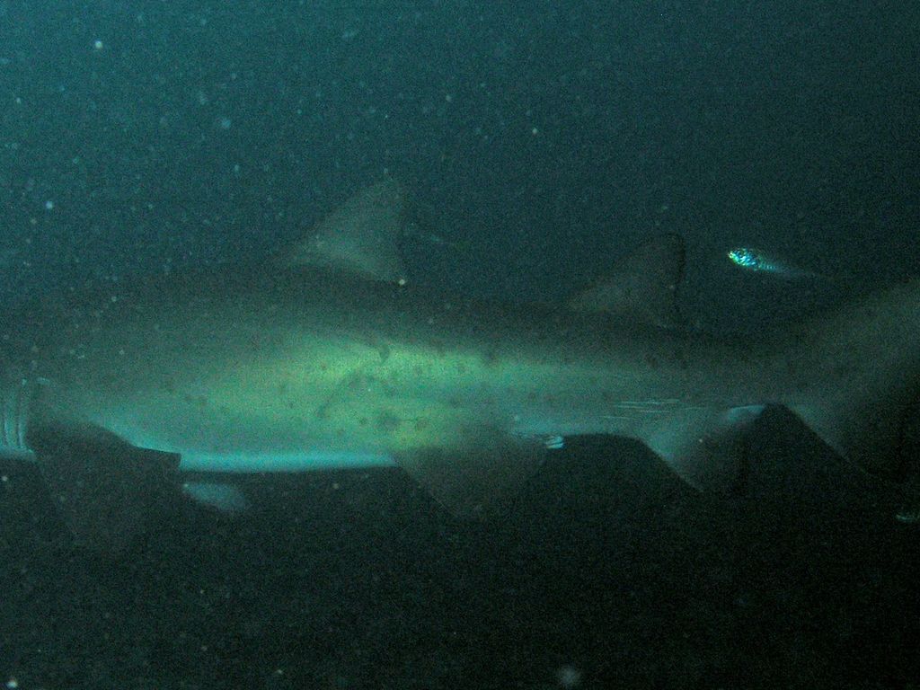 55451501-0e03-4b3b-84a5-1fb1ed94db13