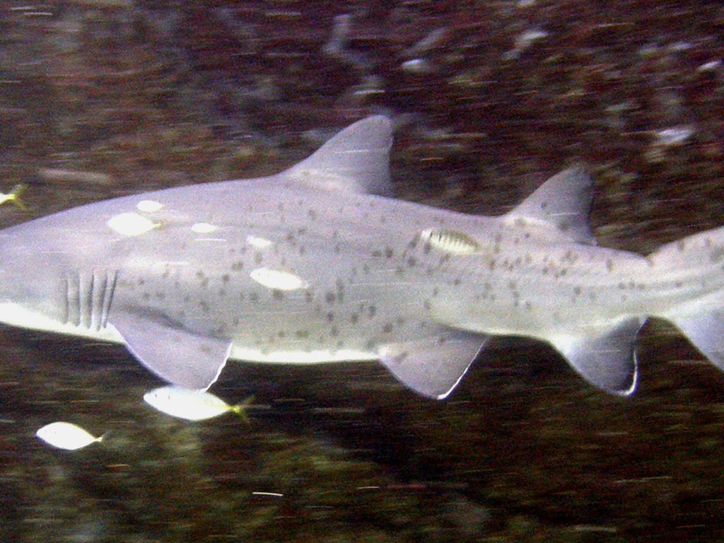 1845cf0a-a2f3-4584-b639-dc1ba32a6187