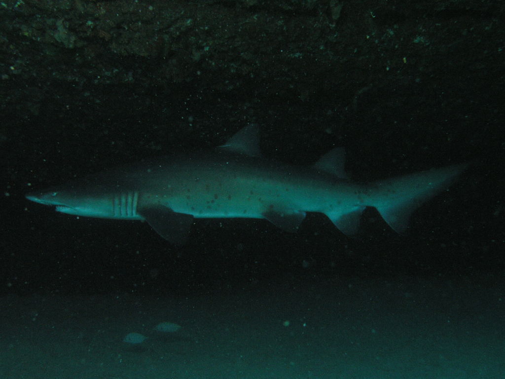 cfab9d1a-e97c-4fba-aec2-86fa77a3f96f