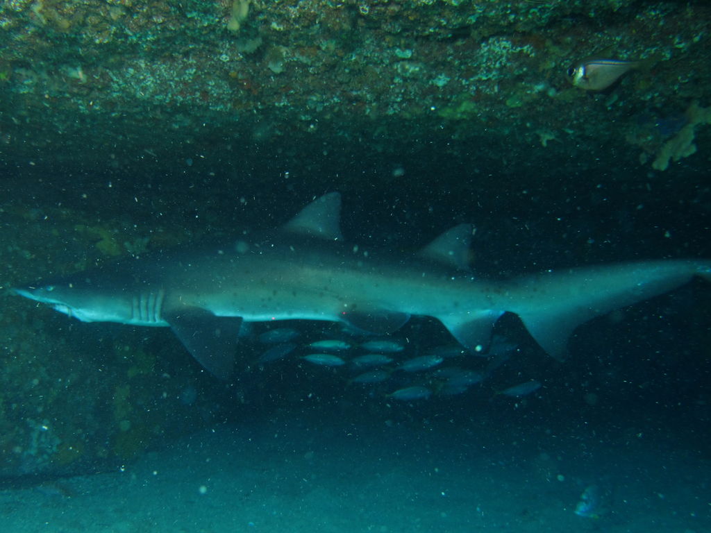 cfab9d1a-e97c-4fba-aec2-86fa77a3f96f