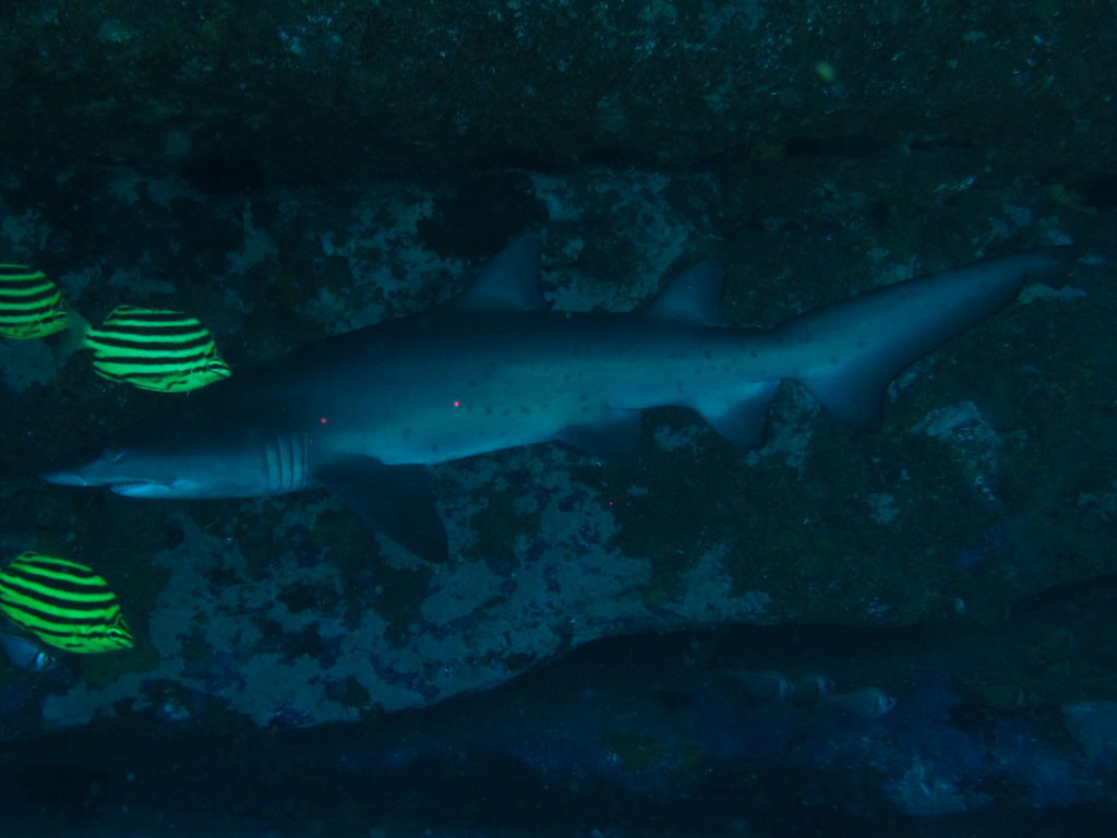 f1fc0a43-48c7-4118-9e28-92b380e39ae4