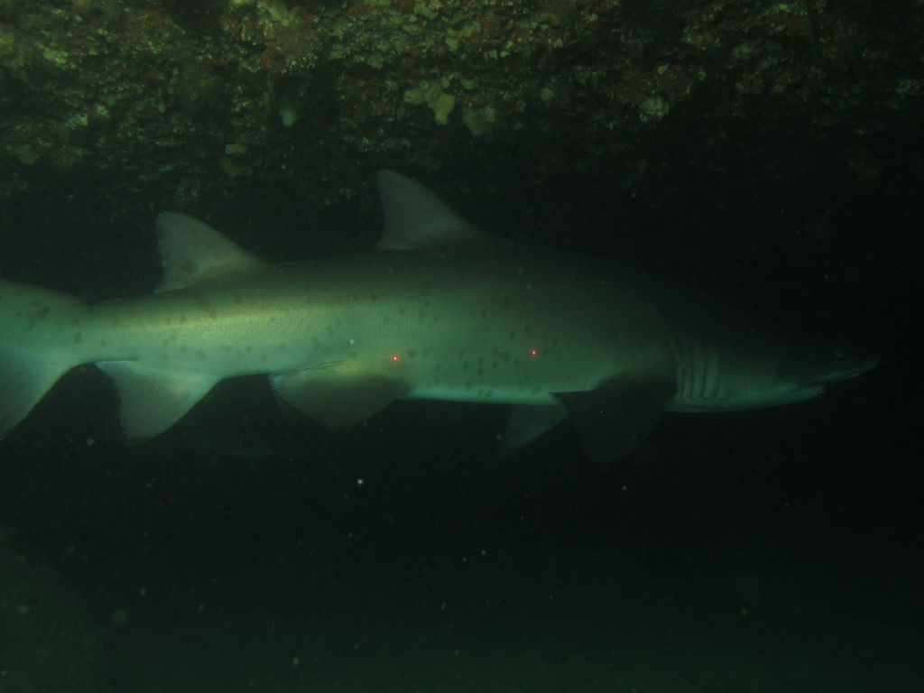 54114d39-bfdc-483d-a659-5f671ea4eea0